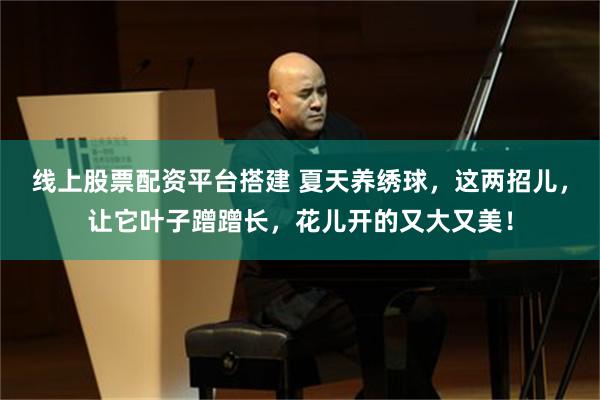 线上股票配资平台搭建 夏天养绣球,这两招儿,让它叶子蹭蹭长,花儿开的又大又美!